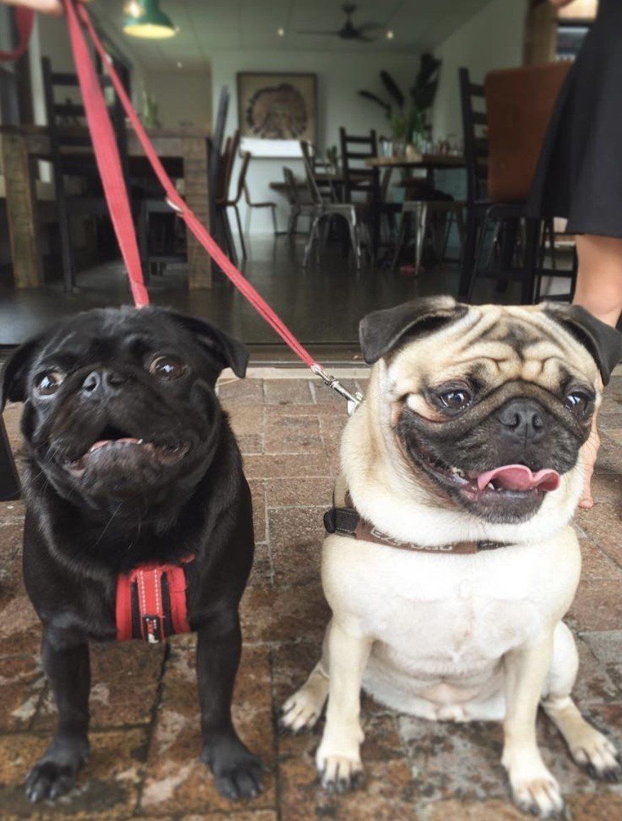 Two happy pugs — Coffee & Kitchen in Ballina, NSW