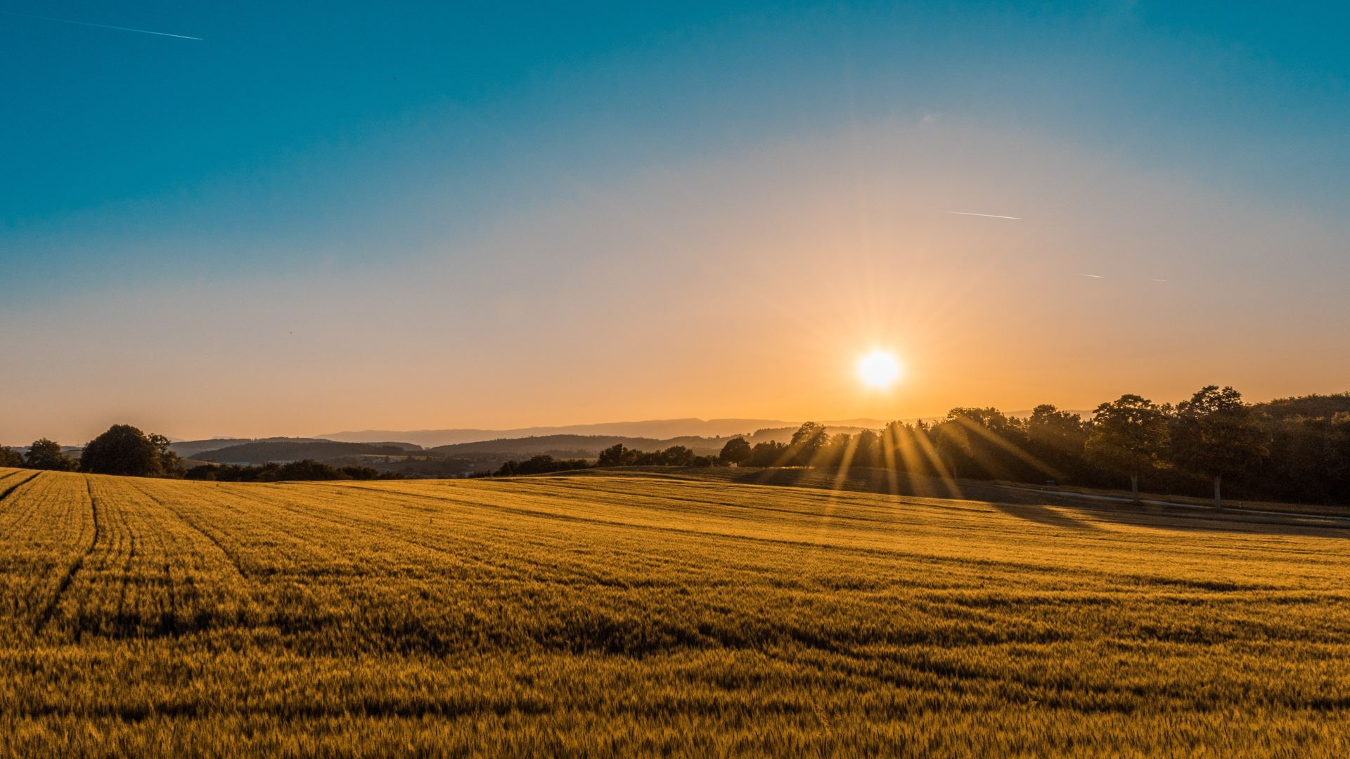 The sun is setting over a field of wheat.
