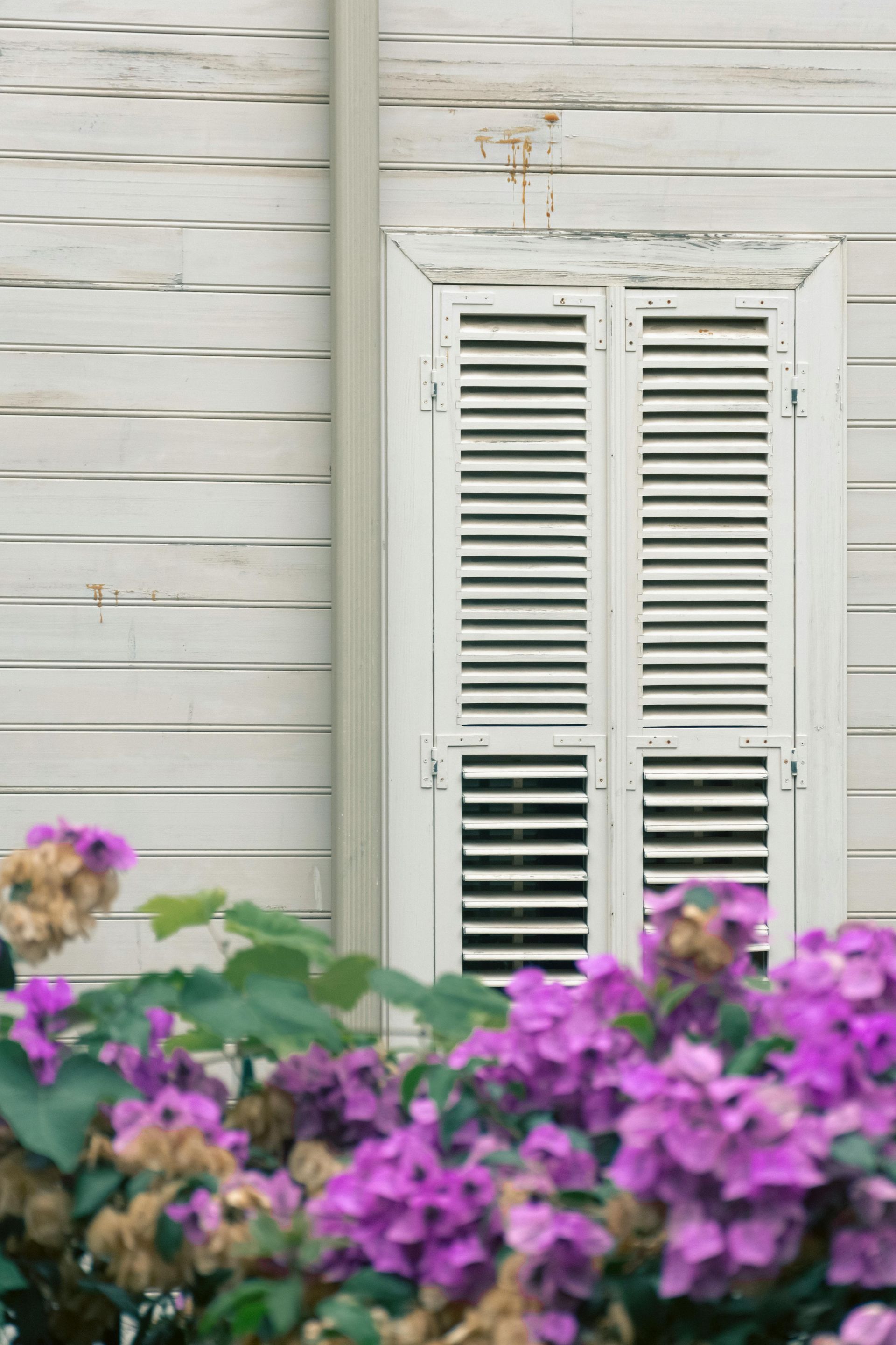A pair of white shutters on a window with blue circles around them.