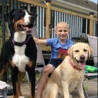 Boy with two dogs smiles outside.