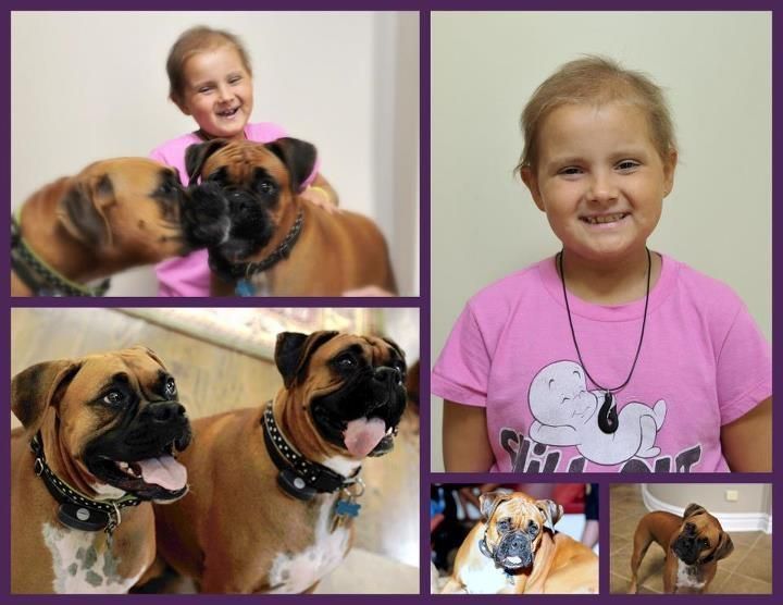 Young girl smiles with two boxer dogs, collage shows girl with dogs, dogs alone. Pink shirt.