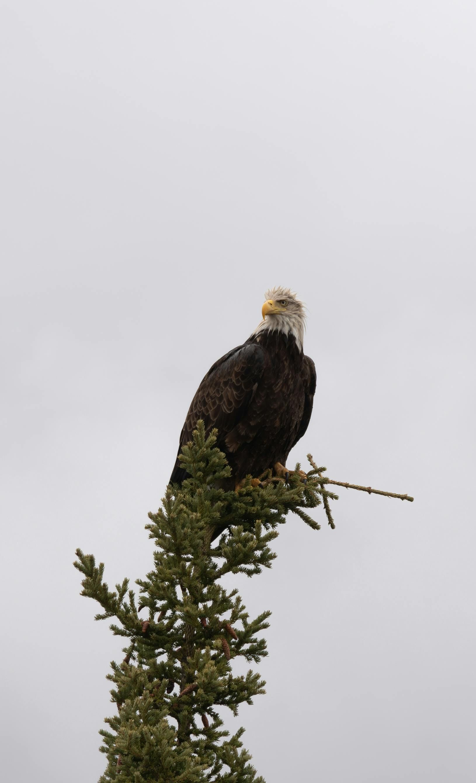 Bald eagle perched atop a fir tree, looking to the side, cloudy sky.