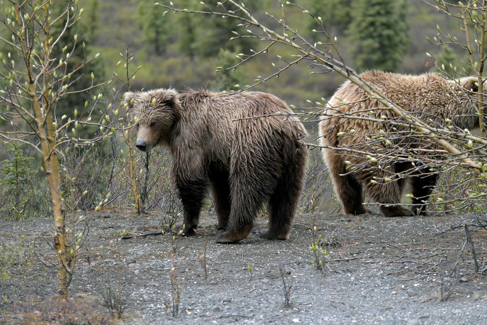 Two brown bears in a natural setting. One looks toward the viewer, the other forages behind shrubs.