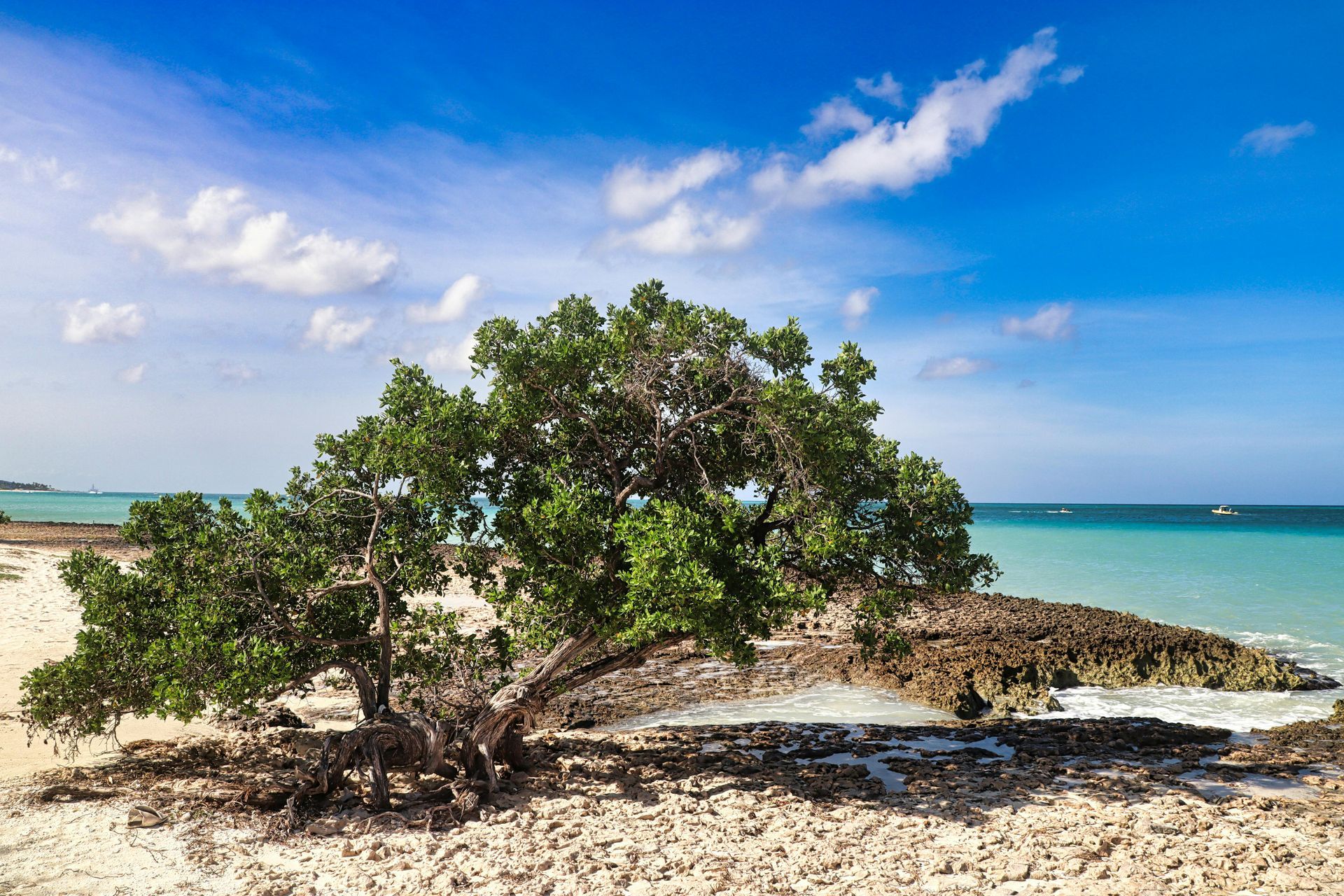 Tree on sandy beach with turquoise water and blue sky.