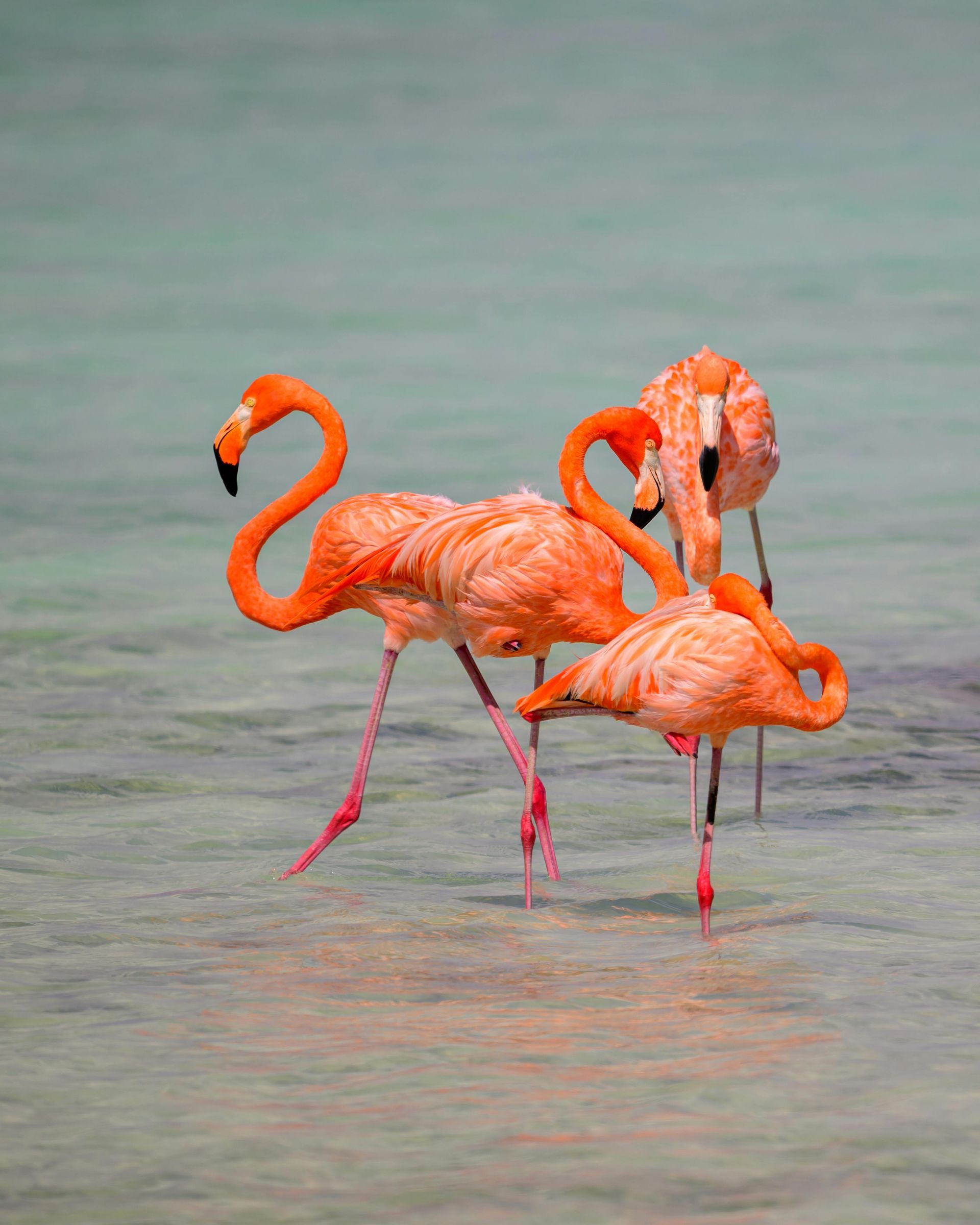 Three pink flamingos wading in shallow, clear water.
