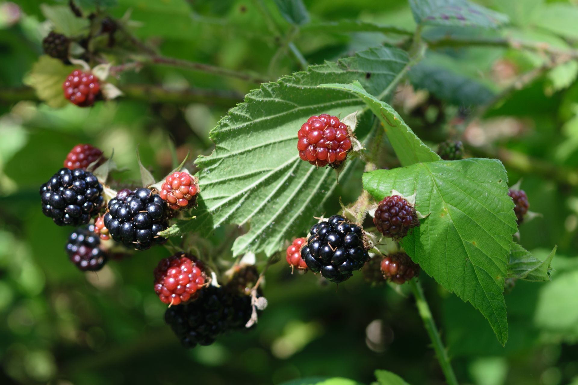 Red and black fruit of a blackberry that links to a page with more information about fruits and berries.