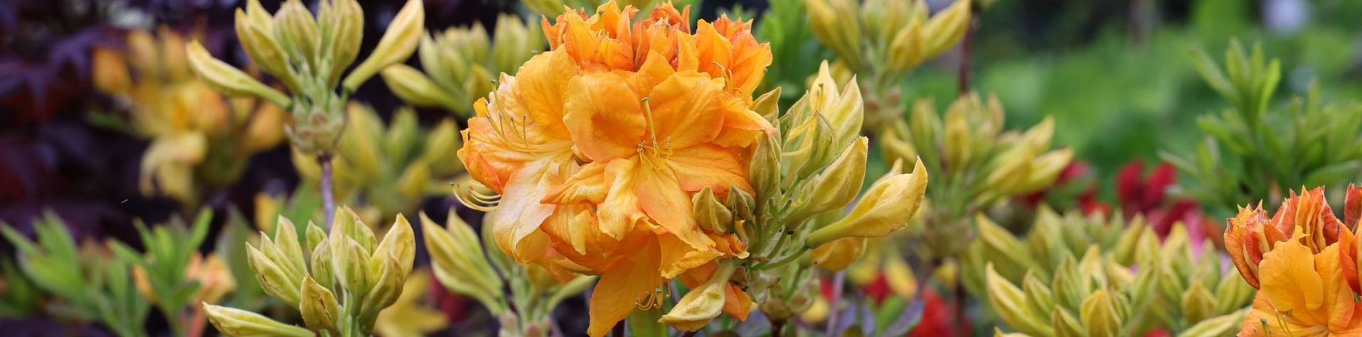 Yellow azalea