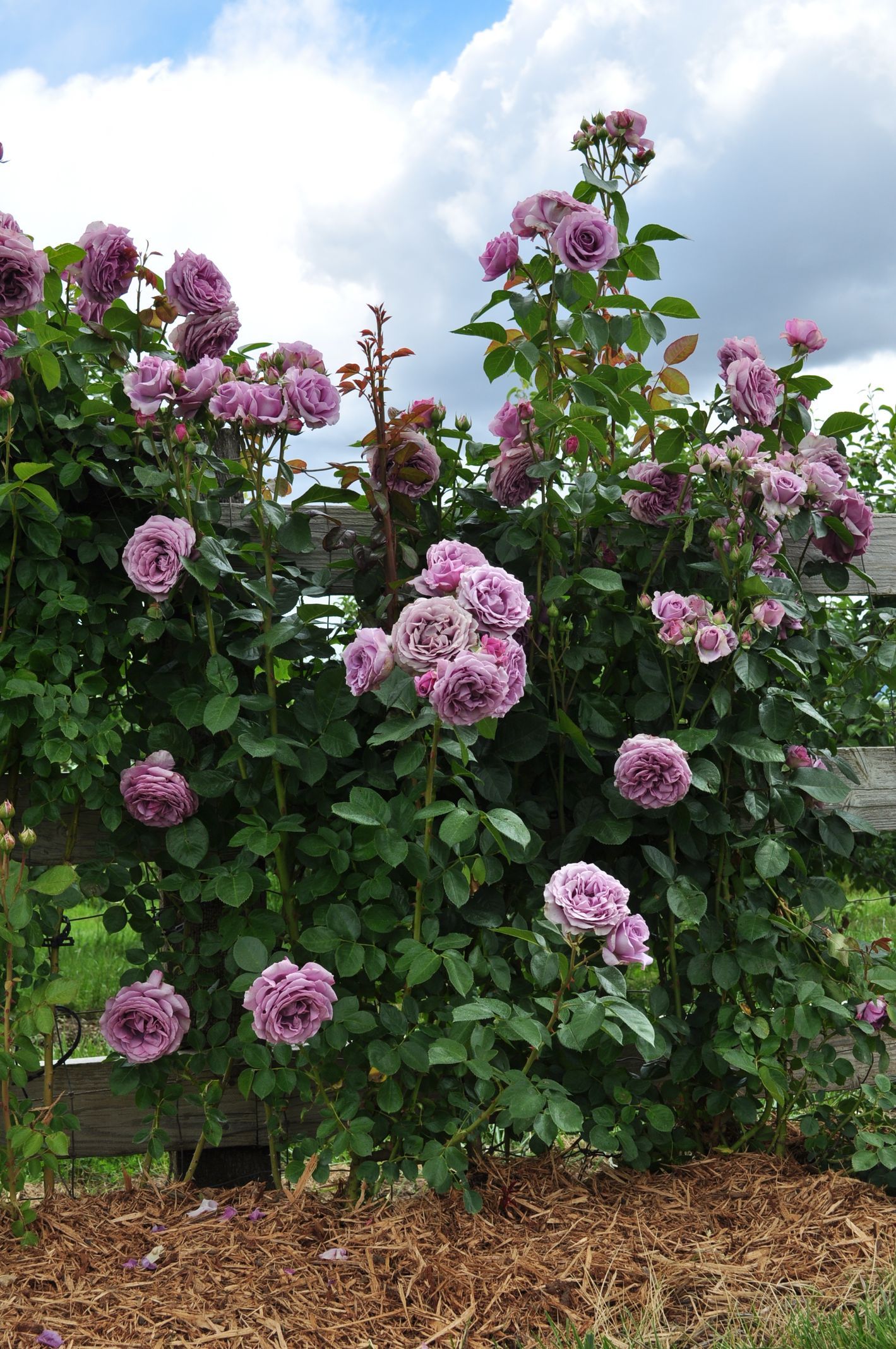 Arborose® Quicksilver™Rose Bush