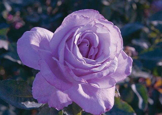 Blue Girl | Purple Rose |Adams Nursery | AR