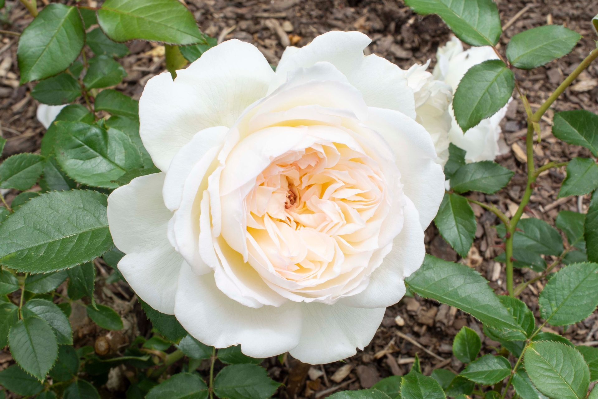 Bolero ROse open bloom