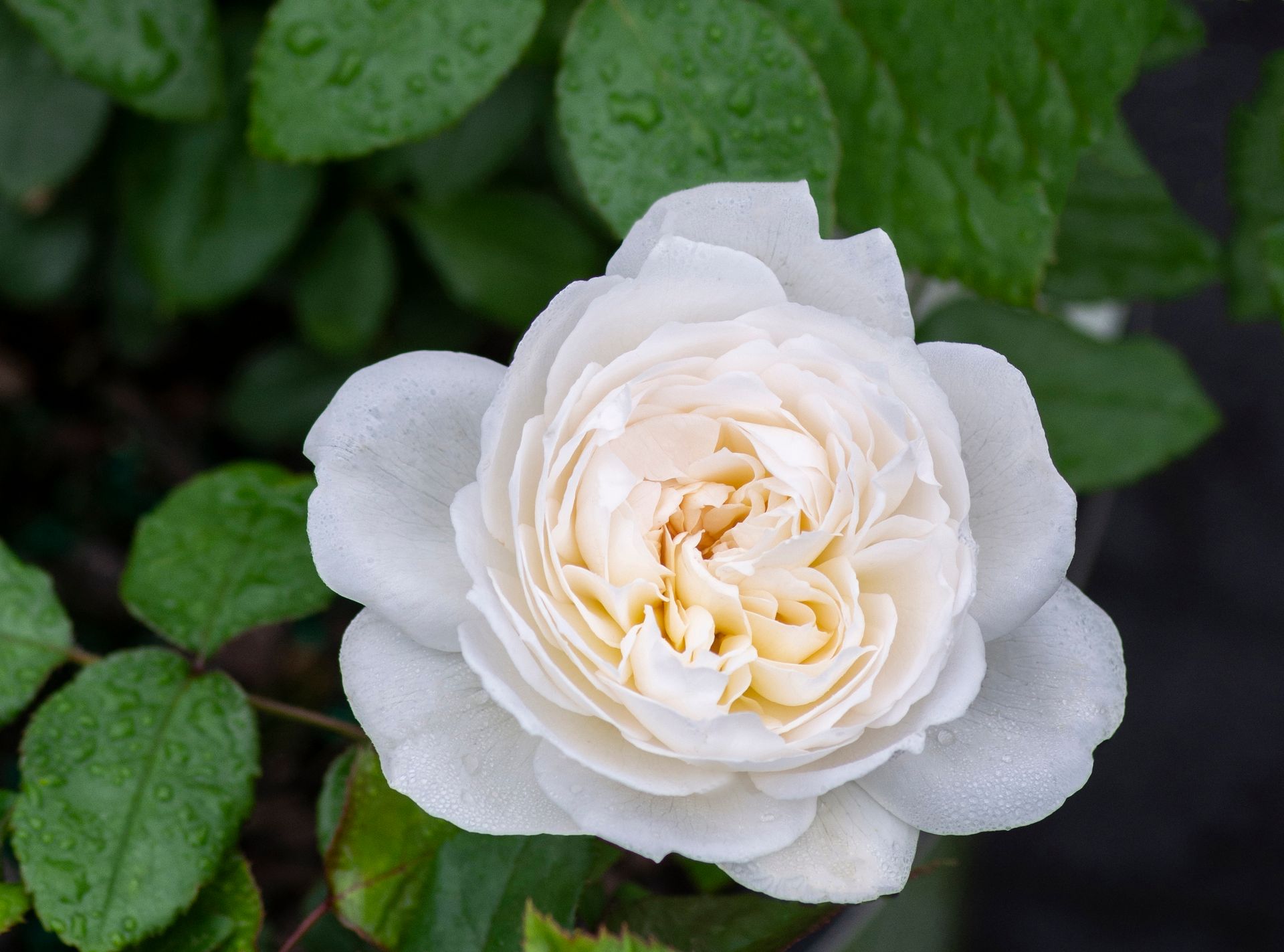 Links to information on Bolero rose.