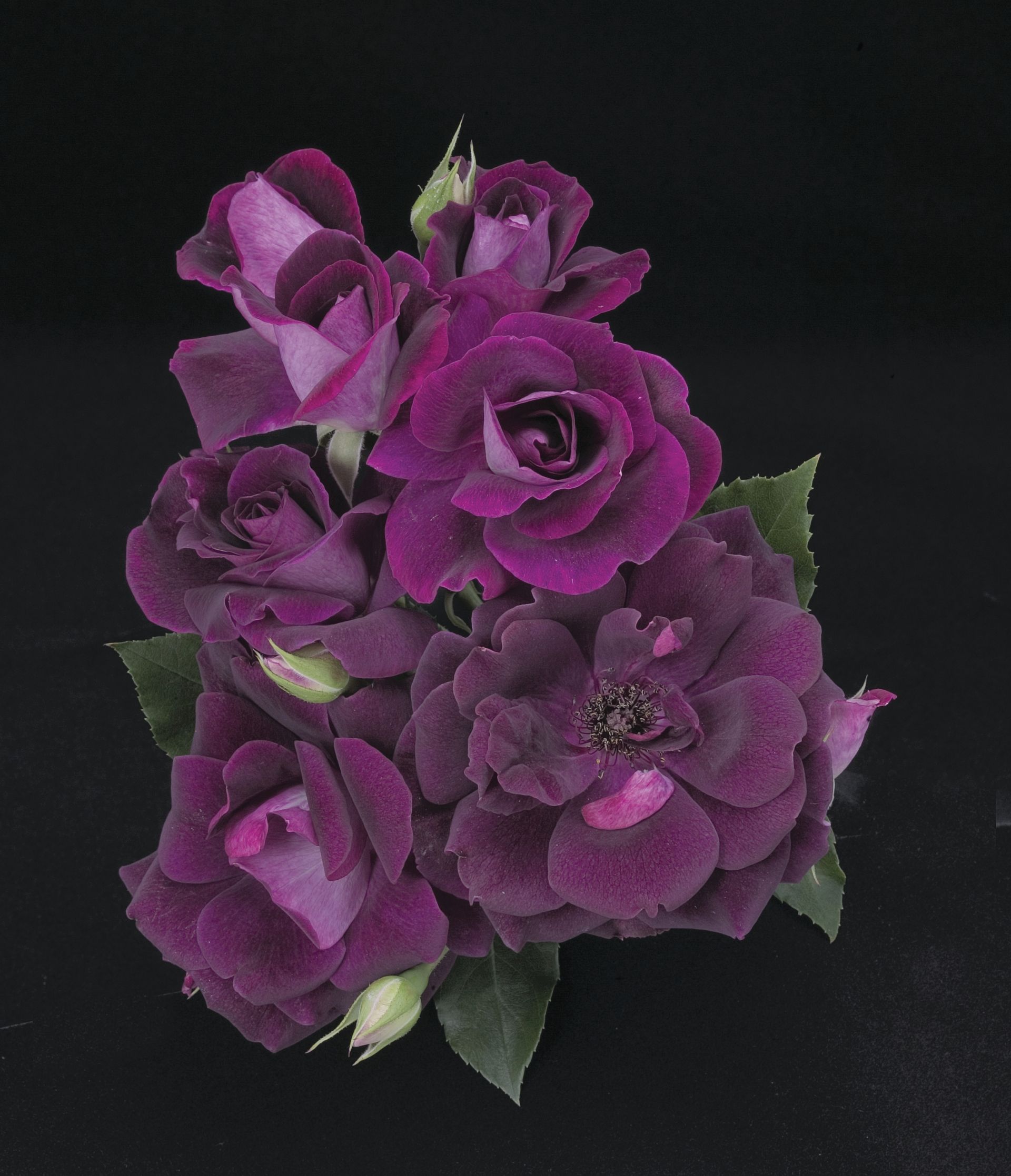 Burgundy Iceberg Rose Blooms