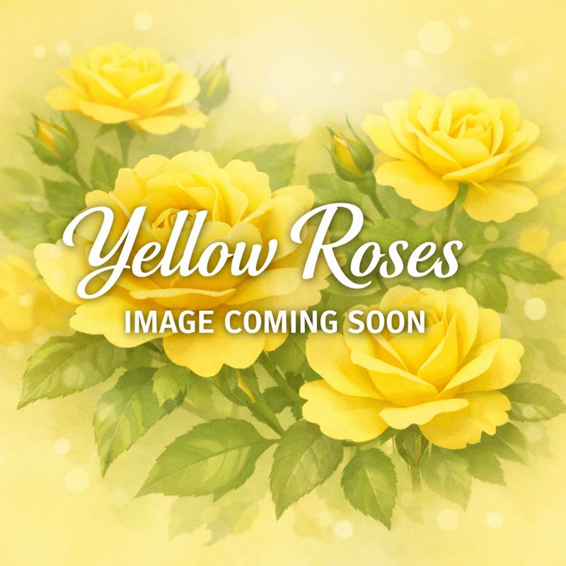 Links Sunny Knockout