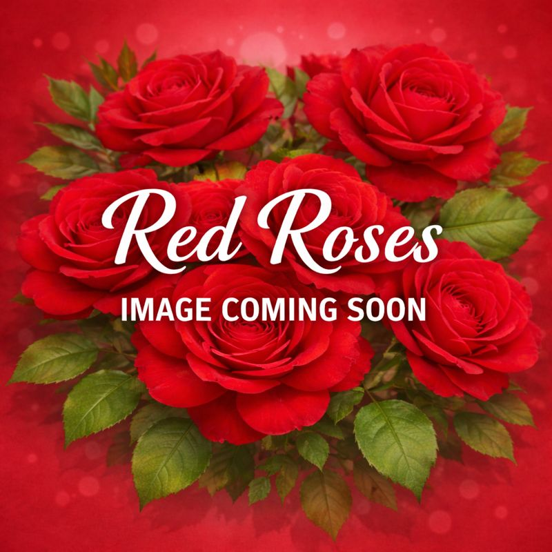 Links to a page with more information on the Dbl red knockout rose