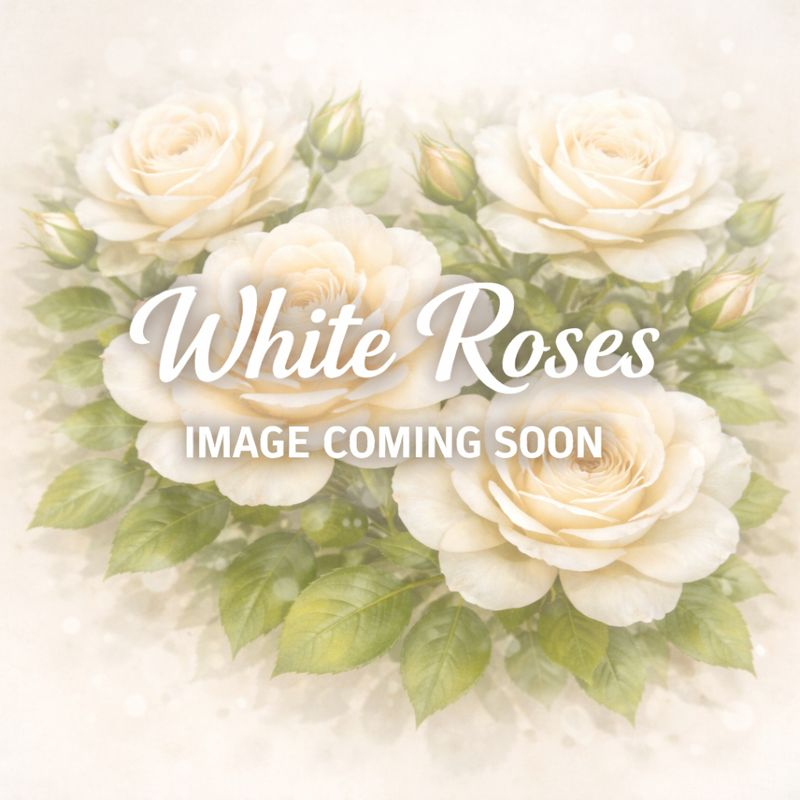 Links to a page with more information about the White Knockout