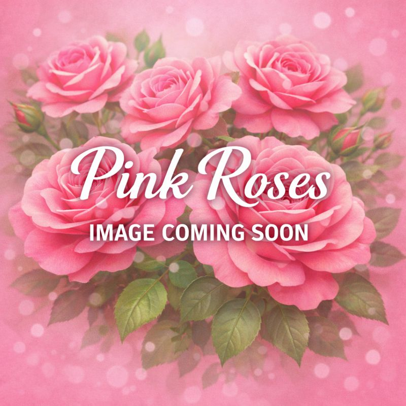 Links to a page with more information on the Dbl Pink Knockout