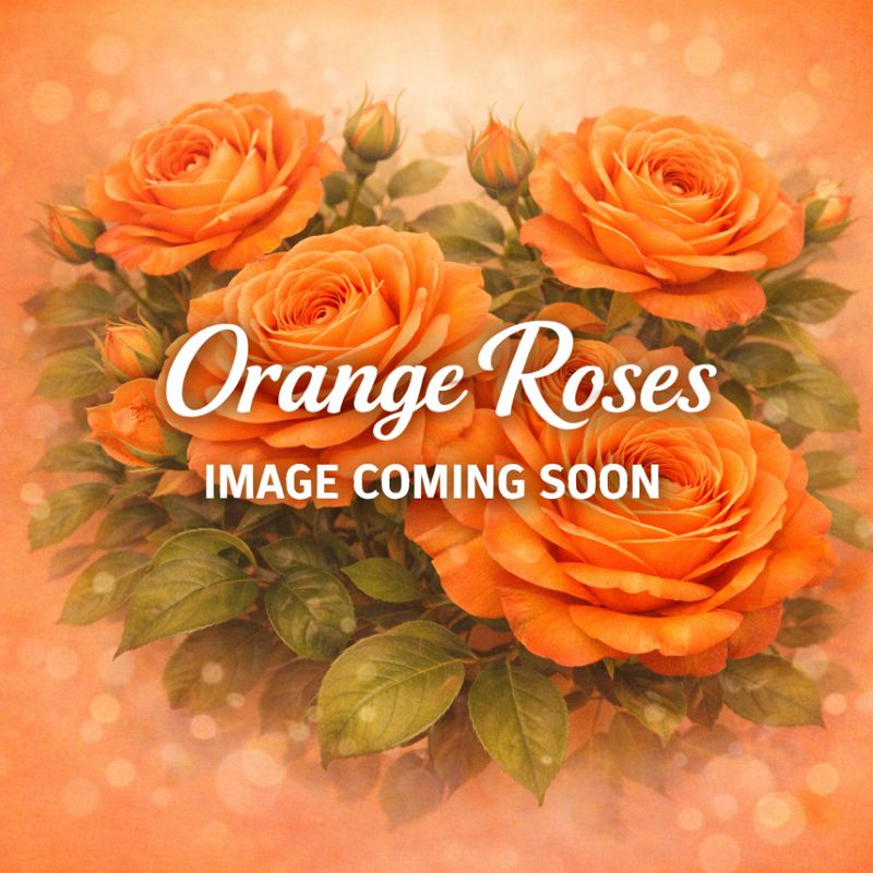 Links to a page with more information on  