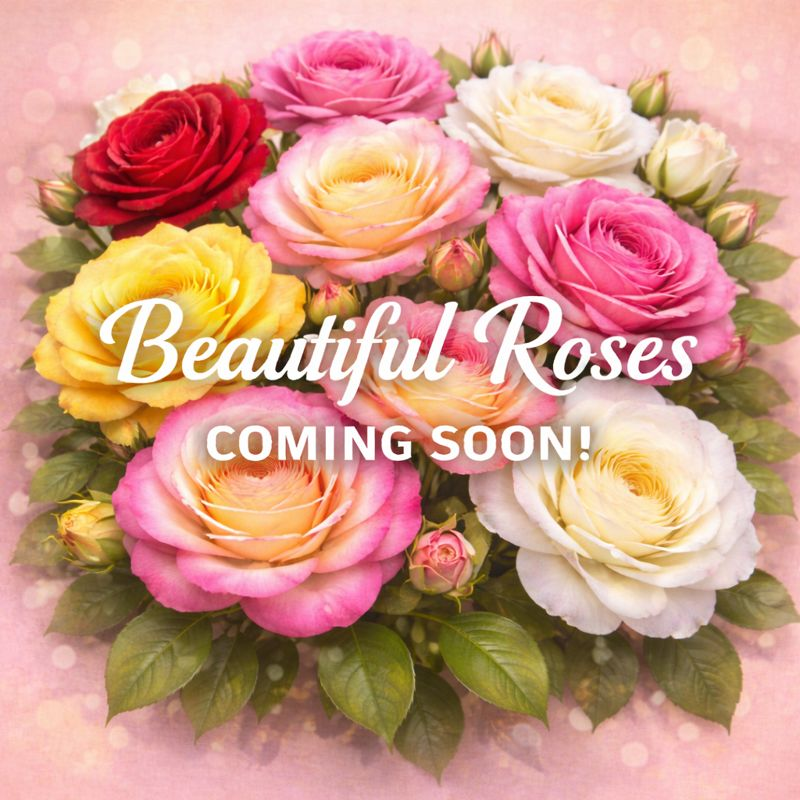 Links to a page with more information on the Don Juan rose