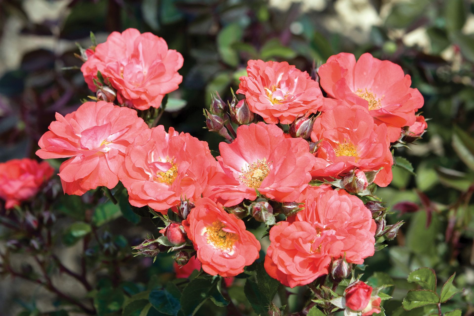 coral drift rose blooms