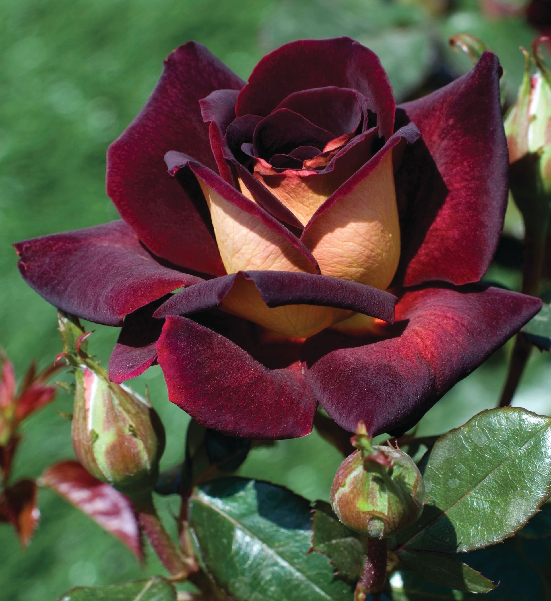 Dark Night Rose BUd