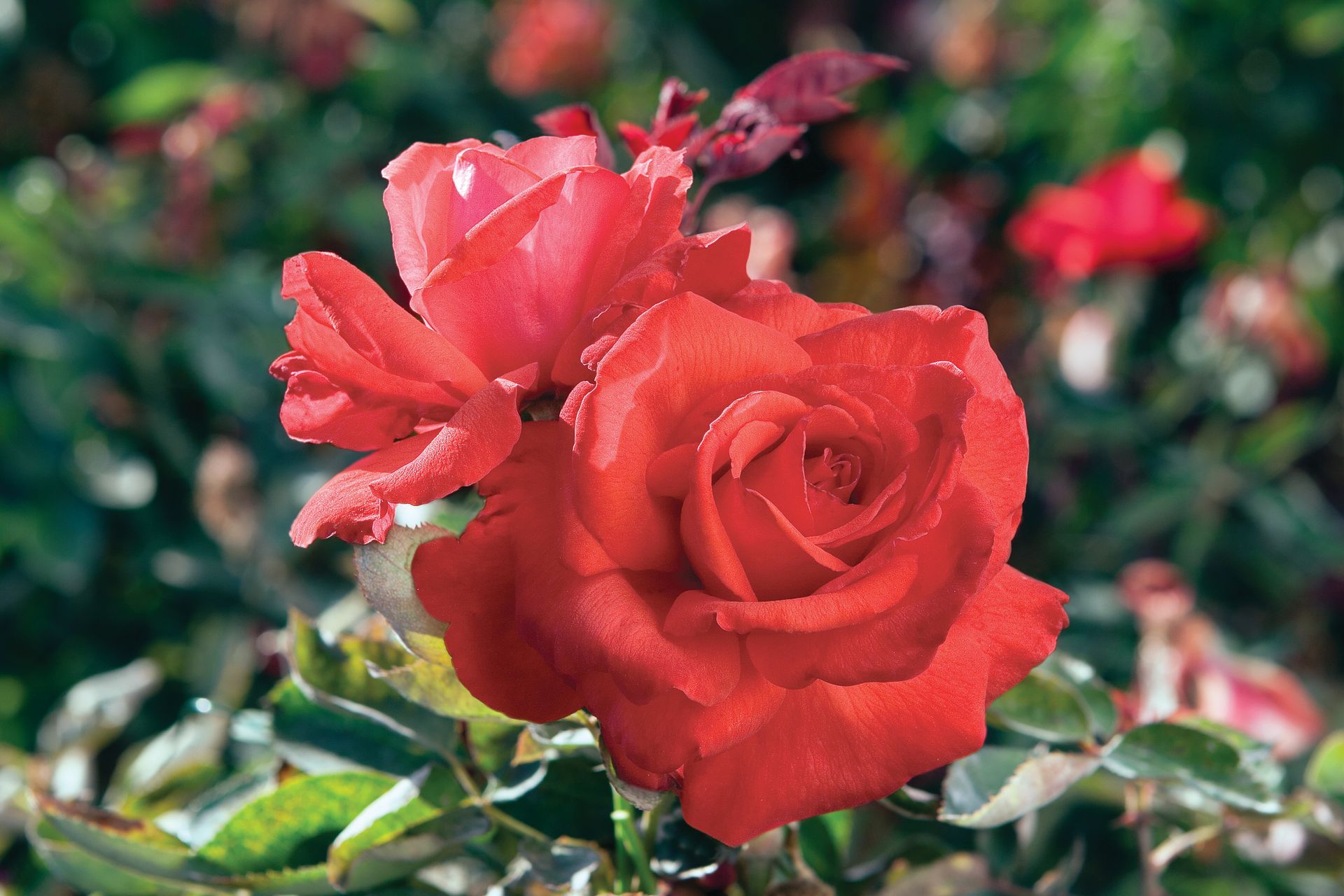 Dolly Parton Rose Bloom 