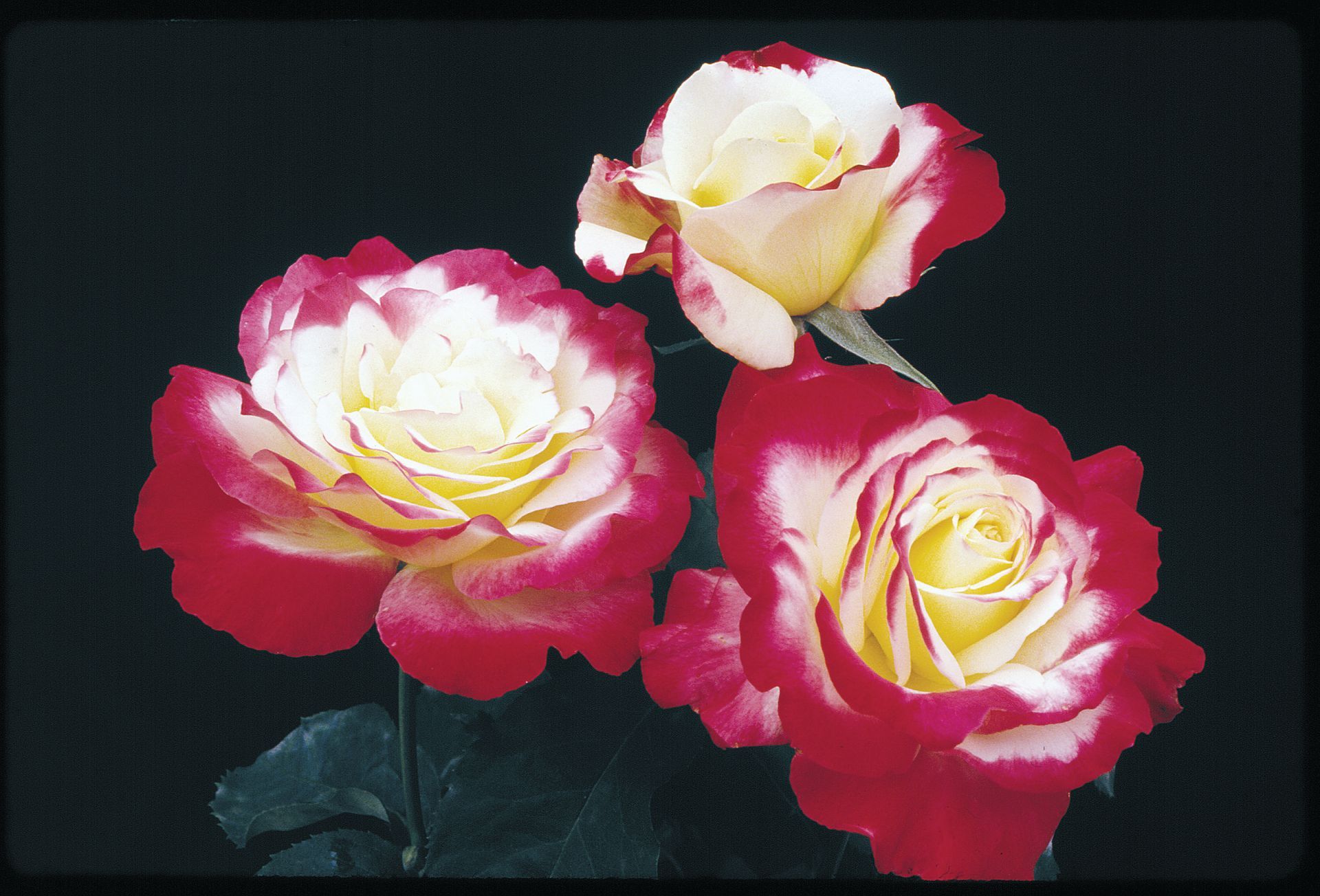 Double Delight Rose Blooms