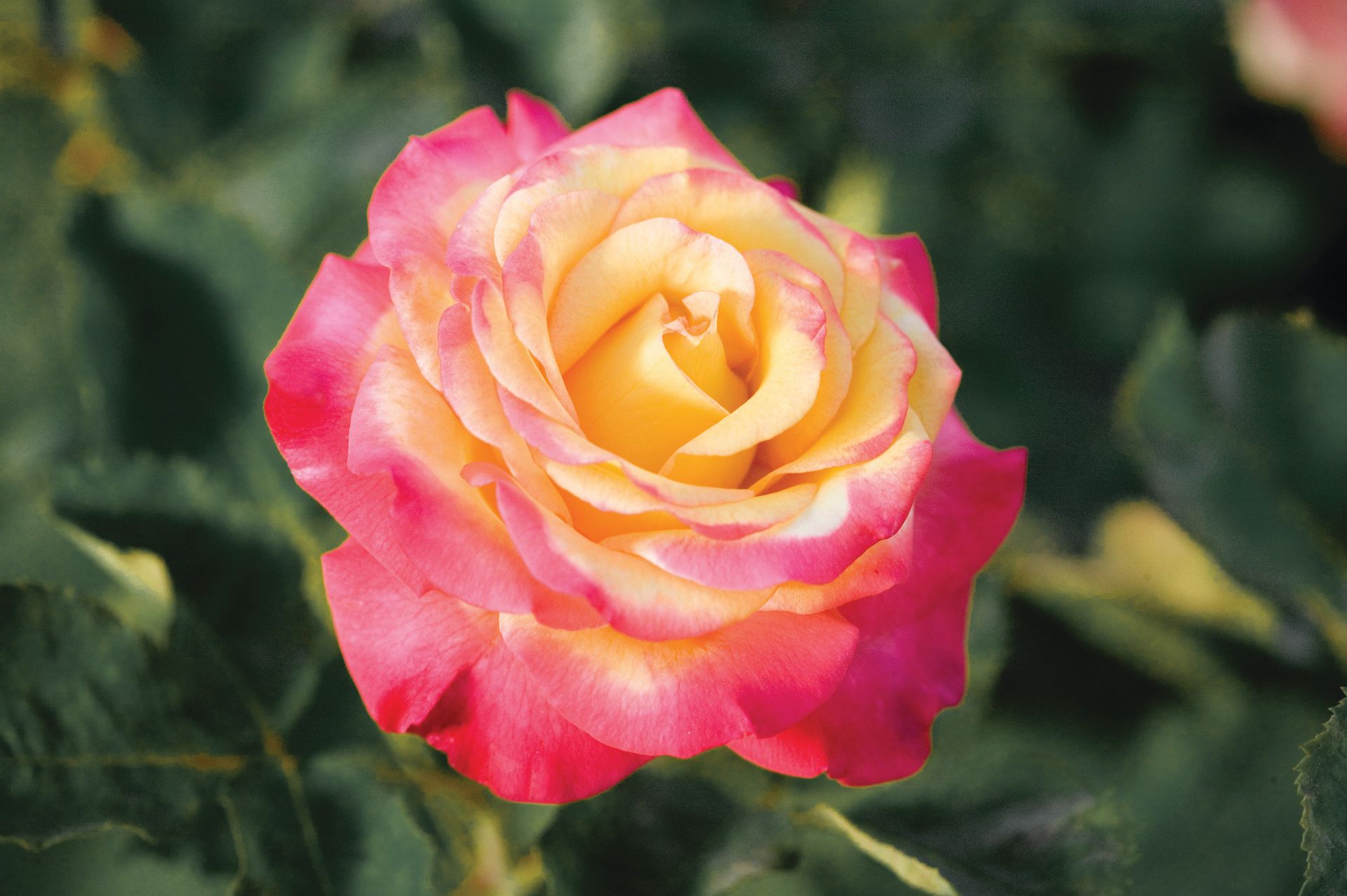Dreams Come True Rose Bloom 