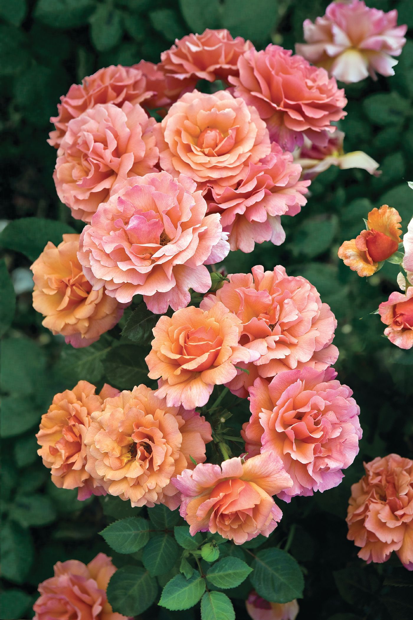 multiple blooms on an easy does it rose