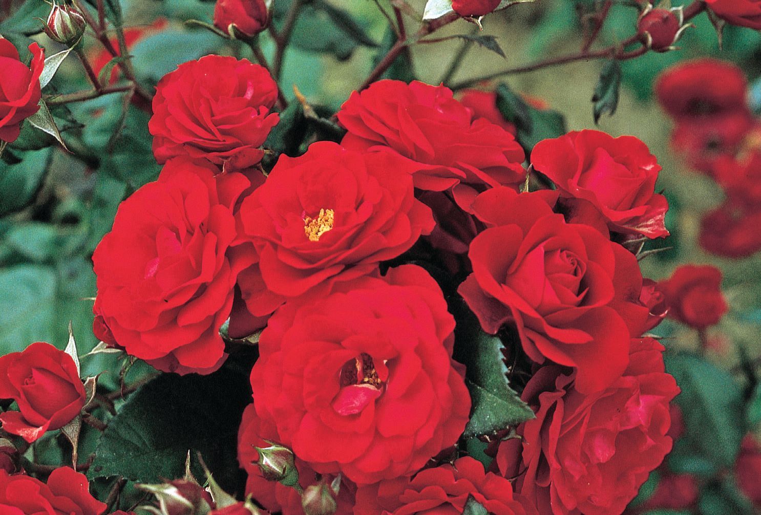 Multi blooms of Europeana Rose 