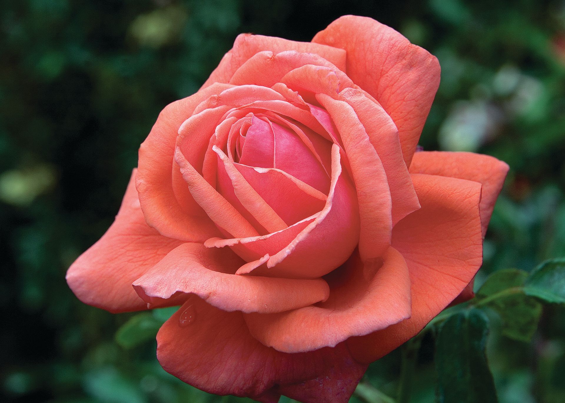 Fragrant Cloud Rose Bud 