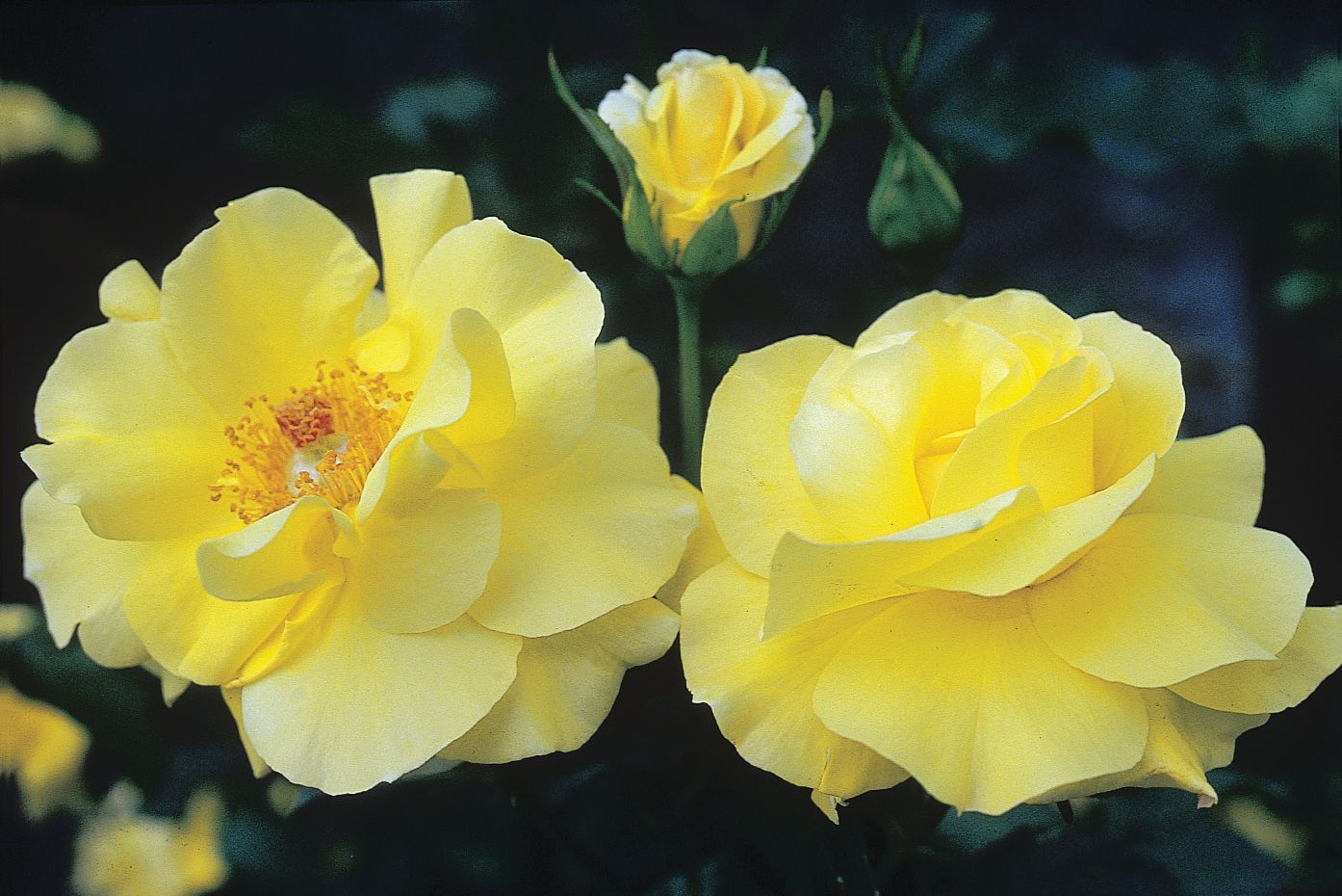 two yellow roses and one bud
