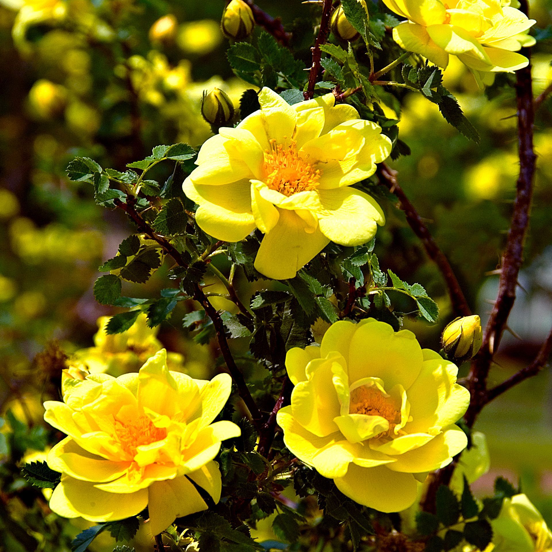 Golden Showers Rose Blooms