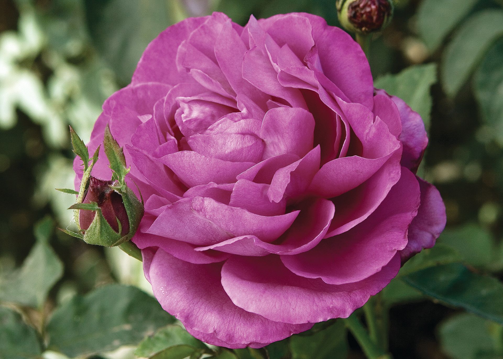 Heirloom Rose Bloom 