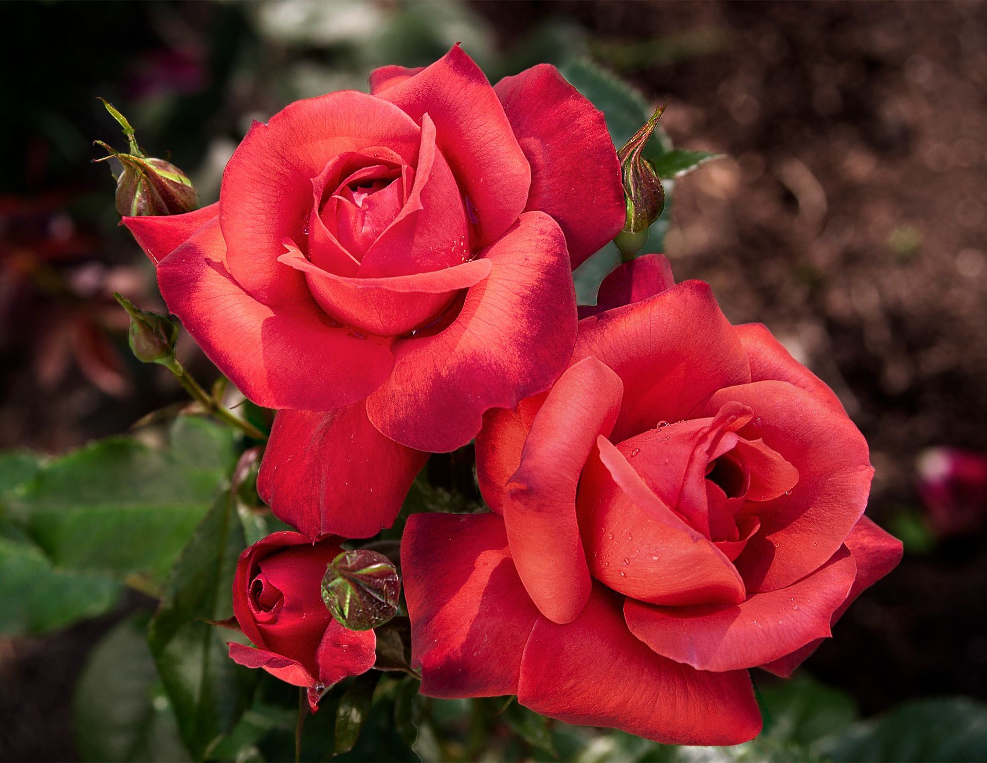 Hot Cocoa Rose Blooms