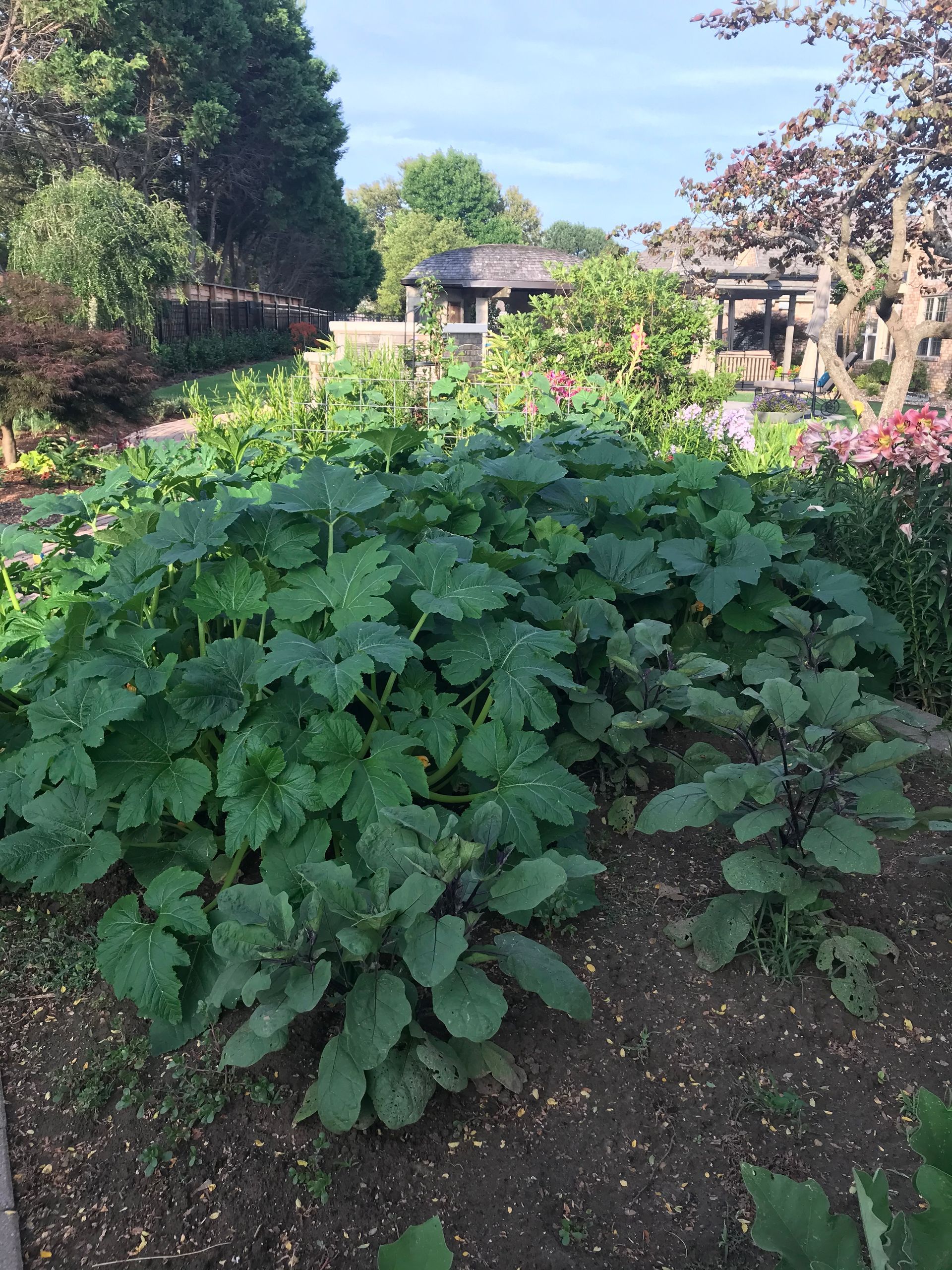 An image of vegetable plants in a garden that connects to a page with more information about vegetables.