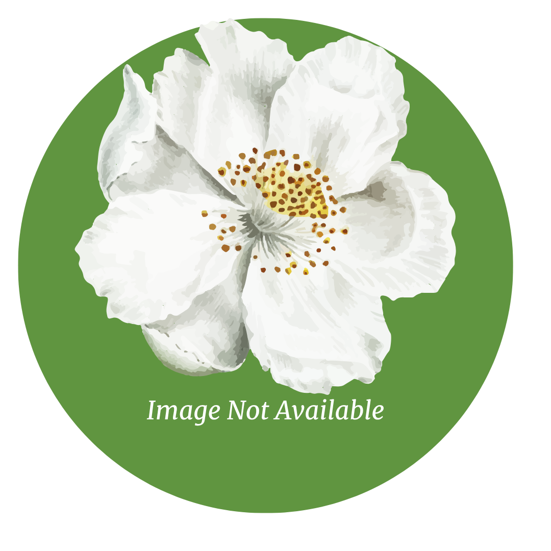 graphic place holder