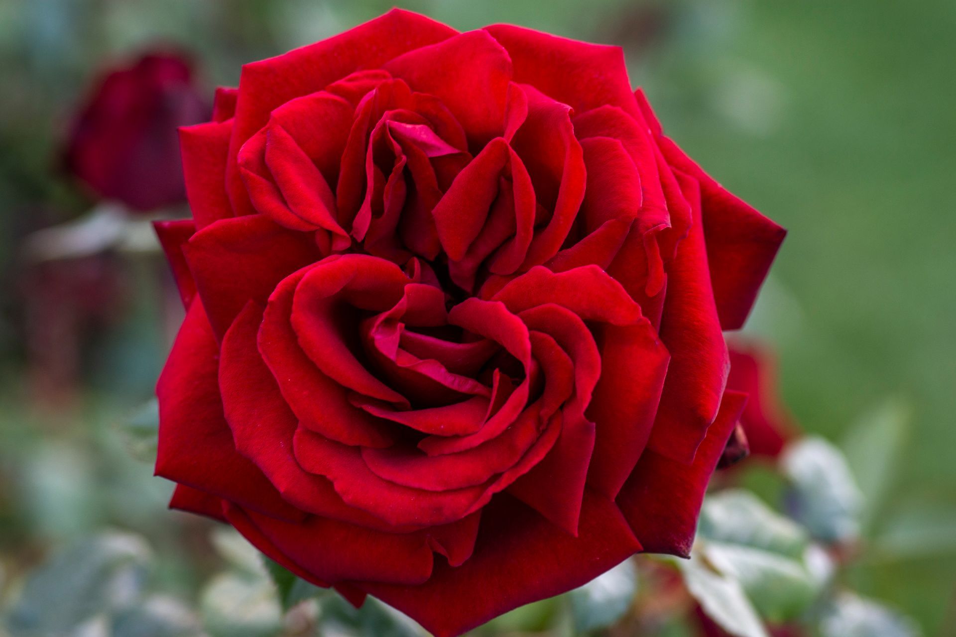 Links to a page with more information about the Ingrid Bergman Rose