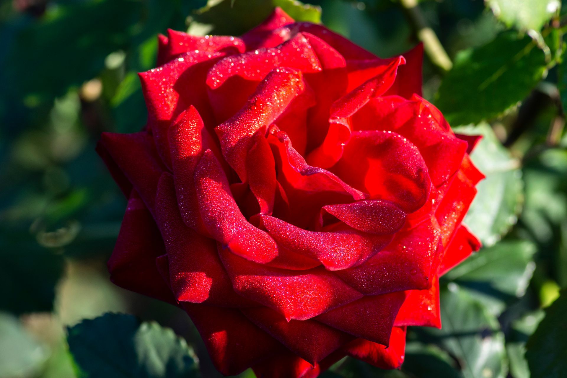 Ingrid Bergman Rose Bloom 
