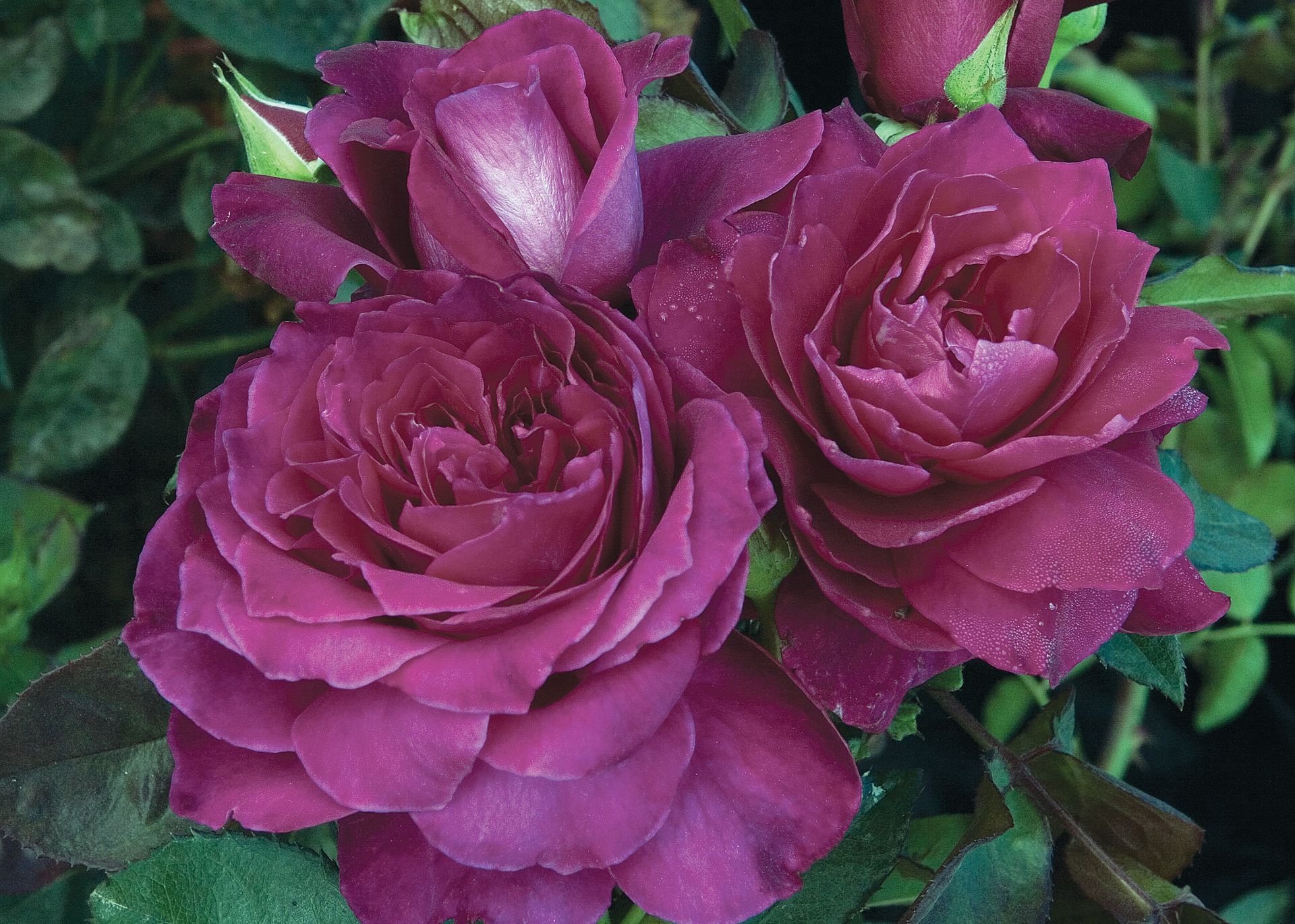Intrigue Rose Blooms