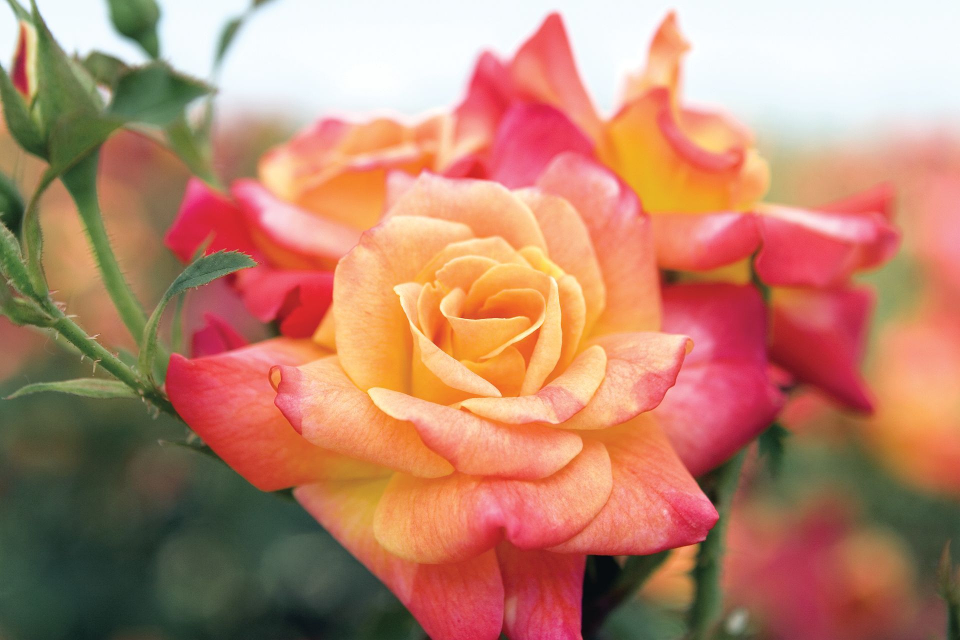 A picture of a bi-color rose that links to a page with more information about roses.