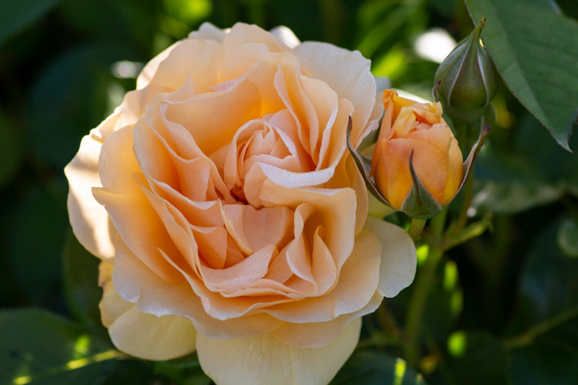 Fully Open Julia Child Bloom
