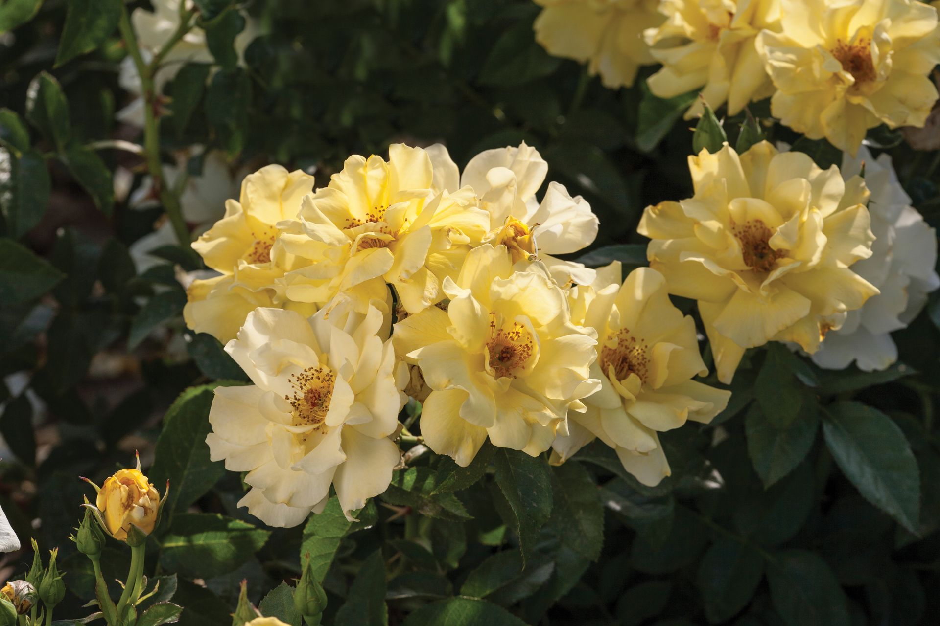 lemon drift rose blooms