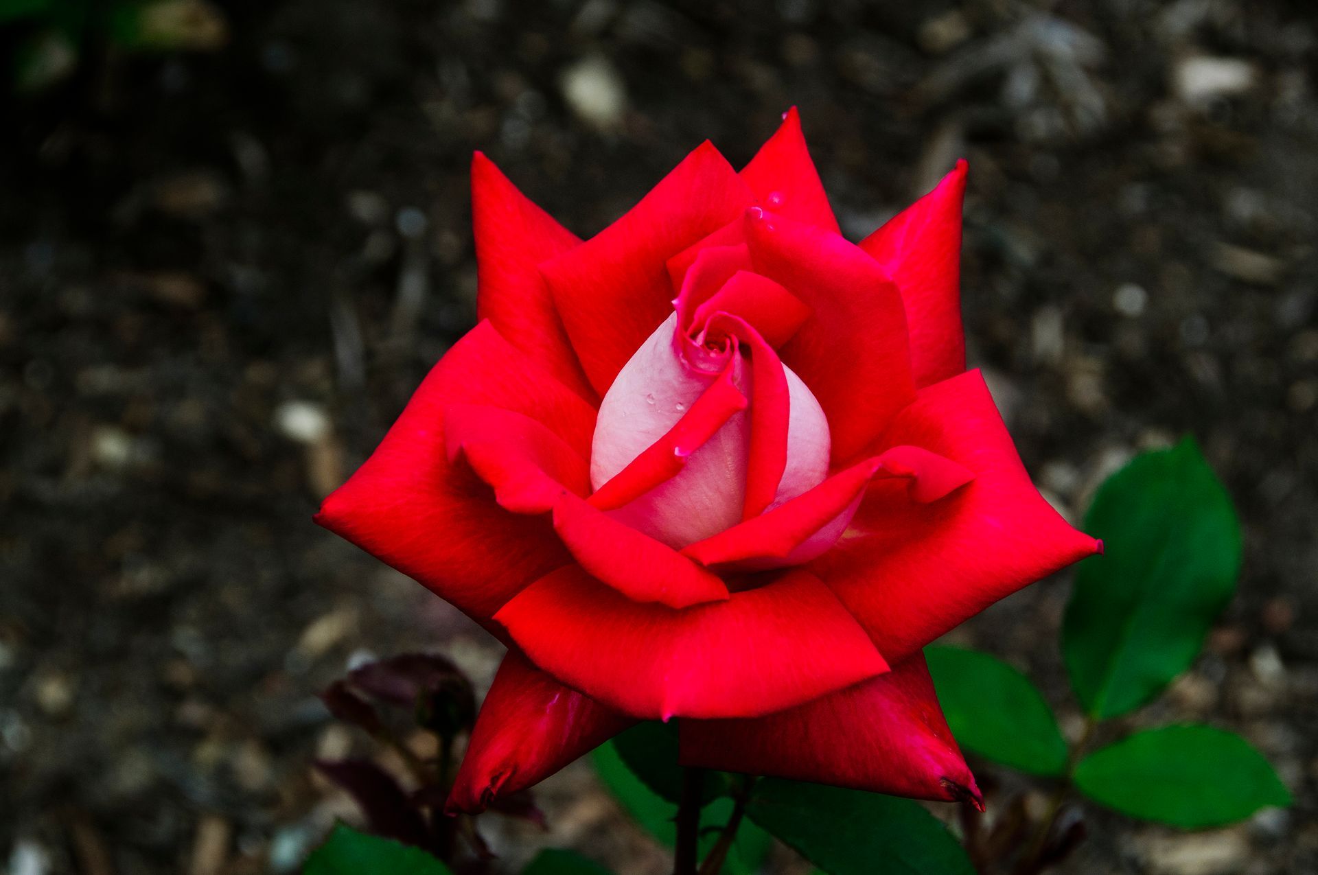 Love Rose Bud