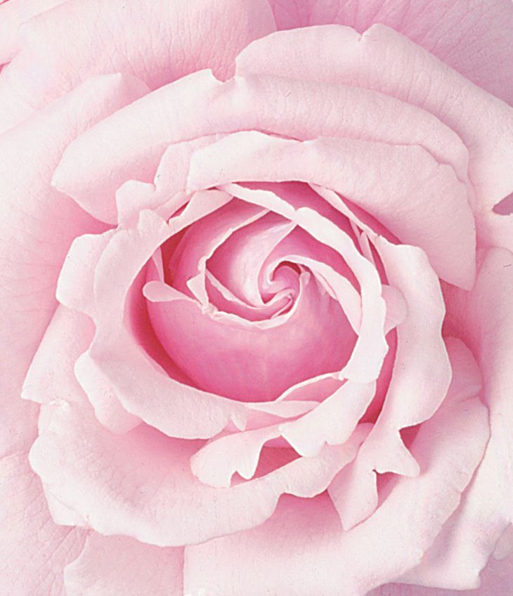 Upclose Memorial Day Rose Bloom