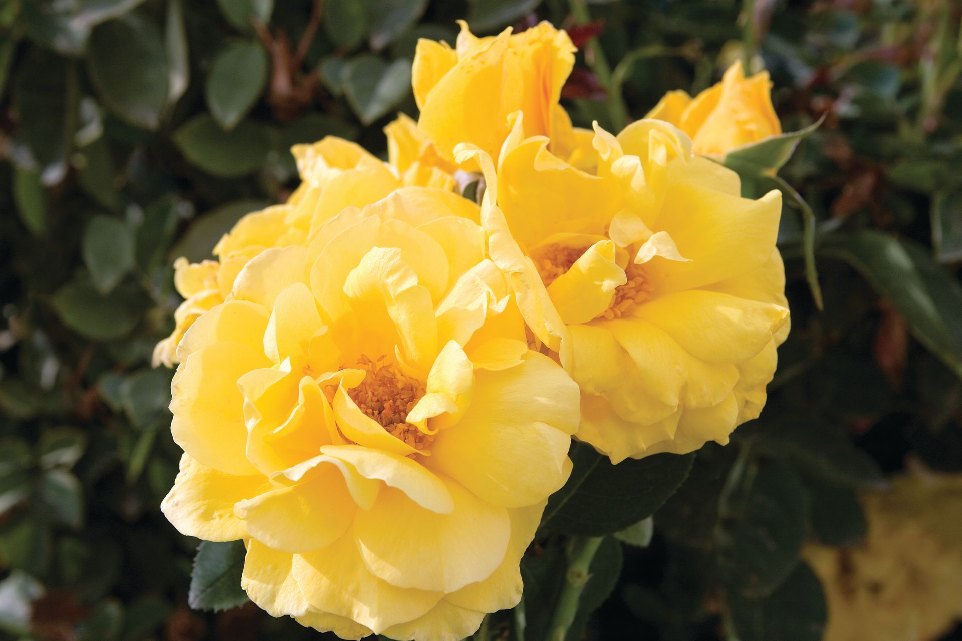 Midas Touch rose