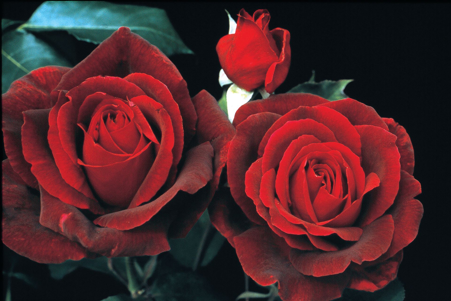 Mister Lincoln  Rose Bloom & Bud