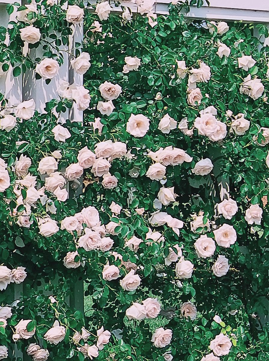 New Dawn Climbing Rose Bush