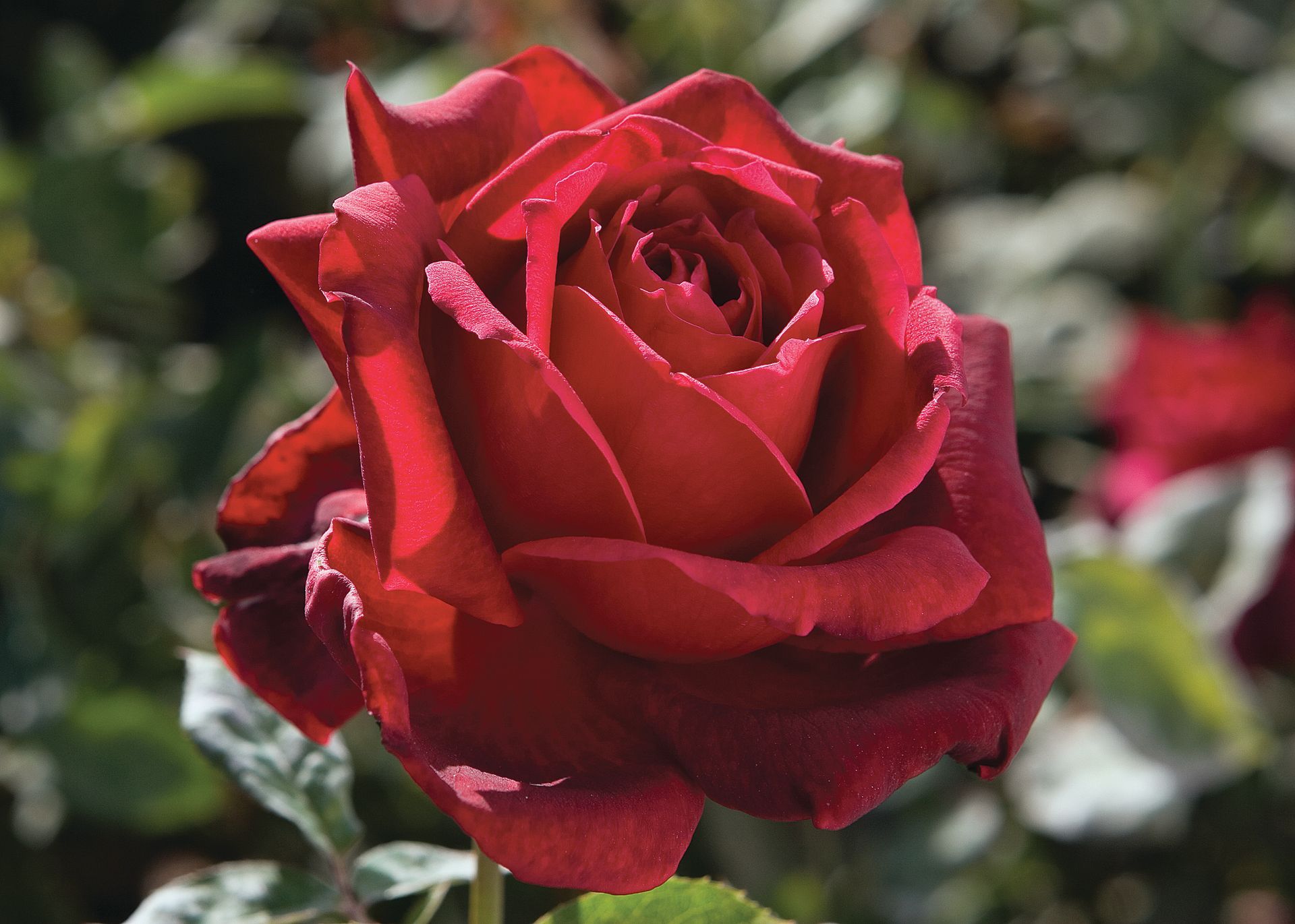 Fully Open Oklahoma Rose Bloom
