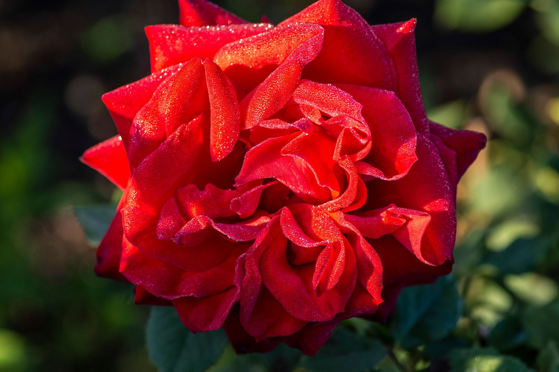 Fully Open Olympaid Rose Bloom
