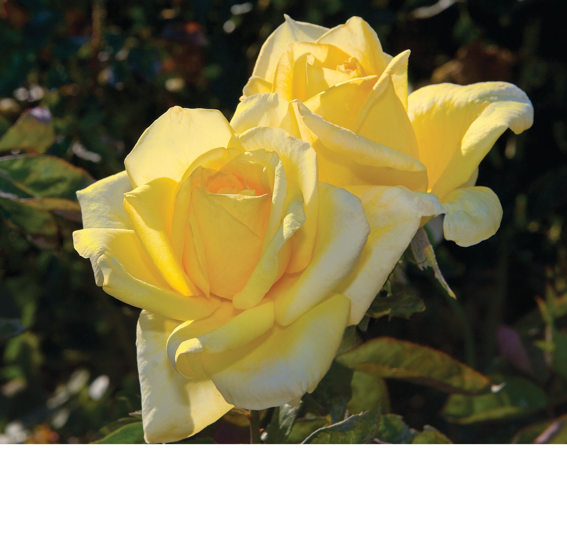 Oregold Rose Blooms